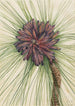 Pin des marais Pinus palustris - Mary Vaux Walcott — weergave van het kunstwerk