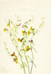 Lotus puberulus - Mary Vaux Walcott — weergave van het kunstwerk