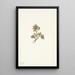 Airelle basse Vaccinium caespitosum - Mary Vaux Walcott — ingelijst kunstwerk aan de muur