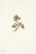 Airelle basse Vaccinium caespitosum - Mary Vaux Walcott — weergave van het kunstwerk