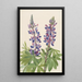 Lupin Lupinus fornosus - Mary Vaux Walcott — ingelijst kunstwerk aan de muur