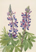 Lupin Lupinus fornosus - Mary Vaux Walcott — weergave van het kunstwerk