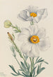 Pavot de Matilija Romneya coulteri - Mary Vaux Walcott — weergave van het kunstwerk
