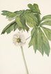 Podophylle pelté Podophyllum peltatum - Mary Vaux Walcott — weergave van het kunstwerk