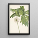 Podophylle pelté Podophyllum peltatum - Mary Vaux Walcott — ingelijst kunstwerk aan de muur