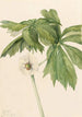 Podophylle pelté Podophyllum peltatum - Mary Vaux Walcott — weergave van het kunstwerk