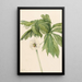 Podophylle pelté Podophyllum peltatum - Mary Vaux Walcott — ingelijst kunstwerk aan de muur