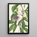 Passiflore incarnée Passiflora incarnata - Mary Vaux Walcott — ingelijst kunstwerk aan de muur