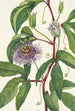 Passiflore incarnée Passiflora incarnata - Mary Vaux Walcott — weergave van het kunstwerk