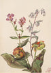 schoonheid van de weiden Rhexia virginica Serpentaire Nabalus albus Sarracénie pourpre Sarracenia purpurea - Mary Vaux Walcott — weergave van het kunstwerk