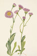 Vergerette des prés Erigeron speciosus - Mary Vaux Walcott — weergave van het kunstwerk