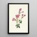 Pénstémon de Menzies Pentstemon menziesii - Mary Vaux Walcott — ingelijst kunstwerk aan de muur