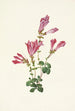 Pénstémon de Menzies Pentstemon menziesii - Mary Vaux Walcott — weergave van het kunstwerk