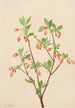 Menziesea Menziesea glabella - Mary Vaux Walcott — weergave van het kunstwerk