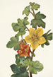 Fremontia mexicaine Fremontodendron mexicanum - Mary Vaux Walcott — weergave van het kunstwerk