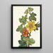 Fremontia mexicaine Fremontodendron mexicanum - Mary Vaux Walcott — ingelijst kunstwerk aan de muur