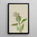 Asclépiade Asclepias - Mary Vaux Walcott — ingelijst kunstwerk aan de muur