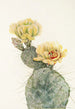 Figuier de Barbarie du Missouri Opuntia polyacantha - Mary Vaux Walcott — weergave van het kunstwerk