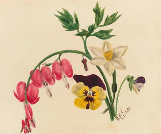 Gemengde bloemen - Mary Vaux Walcott — weergave van het kunstwerk
