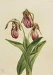 Sabot de Vénus Cypripedium acaule - Mary Vaux Walcott — weergave van het kunstwerk