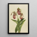 Sabot de Vénus Cypripedium acaule - Mary Vaux Walcott — ingelijst kunstwerk aan de muur