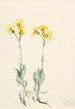 Parnassie du Montana Parnassia montanesis - Mary Vaux Walcott — weergave van het kunstwerk