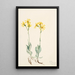 Parnassie du Montana Parnassia montanesis - Mary Vaux Walcott — ingelijst kunstwerk aan de muur