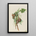 Cyprès de Monterey Cupressus macrocarpa - Mary Vaux Walcott — ingelijst kunstwerk aan de muur