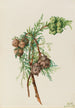 Cyprès de Monterey Cupressus macrocarpa - Mary Vaux Walcott — weergave van het kunstwerk