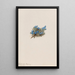 Myosotis des mousses Eritrichum elongatum - Mary Vaux Walcott — ingelijst kunstwerk aan de muur