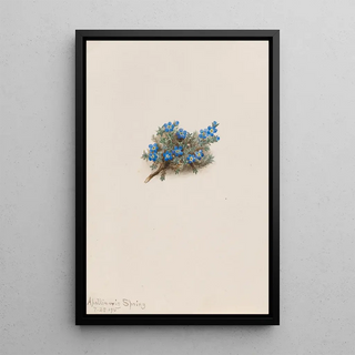 Mary Vaux Walcott - Moss Forgetmenot Eritichum elongatum.webp