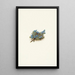 Myosotis des mousses Eritrichum elongatum - Mary Vaux Walcott — ingelijst kunstwerk aan de muur