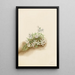 Phlox mousseux Phlox subulata - Mary Vaux Walcott — ingelijst kunstwerk aan de muur
