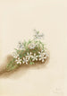 Phlox mousseux Phlox subulata - Mary Vaux Walcott — weergave van het kunstwerk