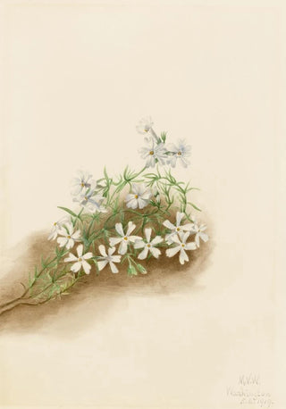 Mary Vaux Walcott - Moss Pink Phlox subulate.webp