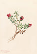 Airelle des montagnes Vaccinium vitis-idaea minus - Mary Vaux Walcott — weergave van het kunstwerk