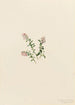 Airelle des montagnes Vaccinium vitis-idaea minus - Mary Vaux Walcott — weergave van het kunstwerk
