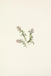 Vlierbes uit de bergen Vaccinium vitis-idaea minus - Mary Vaux Walcott — weergave van het kunstwerk
