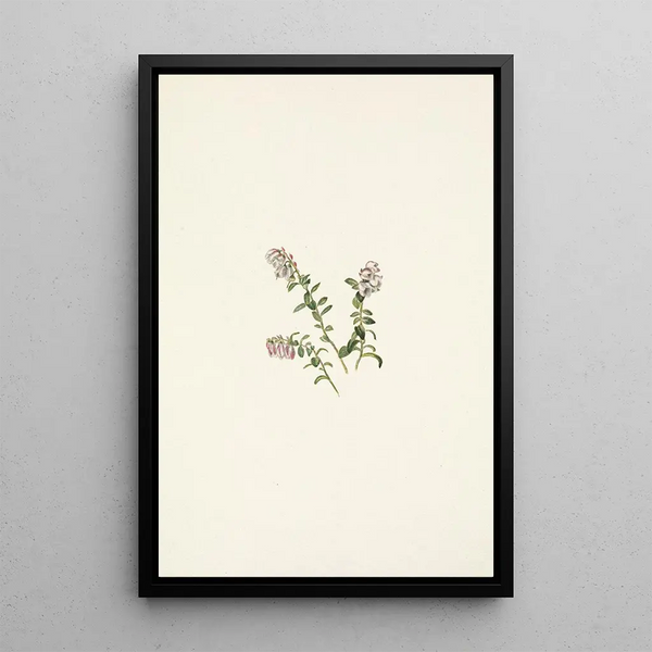 Mary Vaux Walcott - Mountain Cranberry flower Vaccinium vitisidaea minus.webp