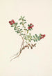 Fruit d'airelle des montagnes Vaccinium vitis-idaea minus - Mary Vaux Walcott — weergave van het kunstwerk