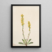Verge d'or des montagnes Solidago oreophila - Mary Vaux Walcott — ingelijst kunstwerk aan de muur
