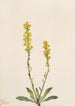 Verge d'or des montagnes Solidago oreophila - Mary Vaux Walcott — weergave van het kunstwerk
