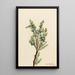 dennenboom uit de bergen Juniperus sibirica - Mary Vaux Walcott — ingelijst kunstwerk aan de muur
