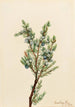 dennenboom uit de bergen Juniperus sibirica - Mary Vaux Walcott — weergave van het kunstwerk