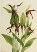 Sabot de Vénus des montagnes Cypripedium montanum - Mary Vaux Walcott — weergave van het kunstwerk