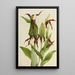 Sabot de Vénus des montagnes Cypripedium montanum - Mary Vaux Walcott — ingelijst kunstwerk aan de muur