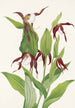 Sabot de Vénus des montagnes Cypripedium montanum - Mary Vaux Walcott — weergave van het kunstwerk