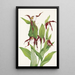 Sabot de Vénus des montagnes Cypripedium montanum - Mary Vaux Walcott — ingelijst kunstwerk aan de muur