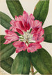Rhododendron des montagnes Rhododendron catawbiense - Mary Vaux Walcott — weergave van het kunstwerk