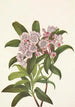 Laurier des montagnes Kalmia latifolia - Mary Vaux Walcott — weergave van het kunstwerk